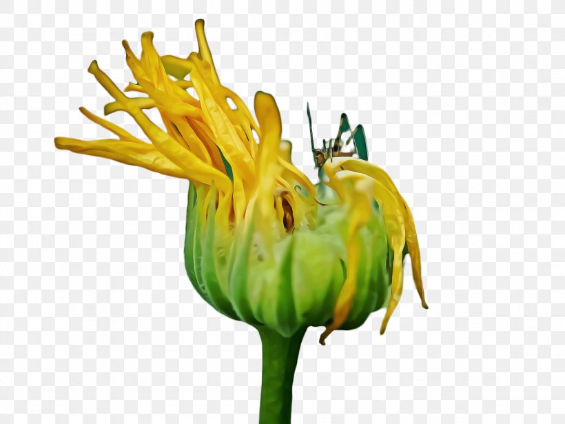 Marigold Flower, PNG, 2308x1732px, Marigold, Bloom, Blossom, Botany, Bud Download Free