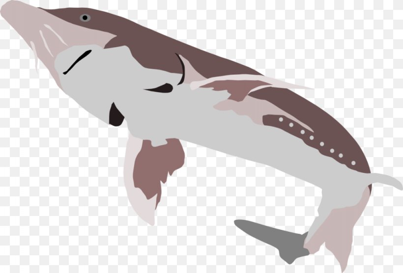 Beluga Caviar White Sturgeon Tyrannosaurus Shark, PNG, 1024x695px, Beluga, Beluga Caviar, Beluga Whale, Cartilaginous Fish, Dinosaur Download Free