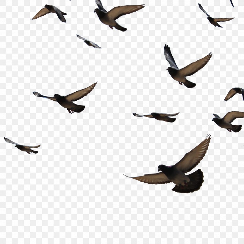 Bird Columbidae Columba Clip Art, PNG, 2500x2500px, Bird, Aquila, Avialae, Beak, Bird Colony Download Free
