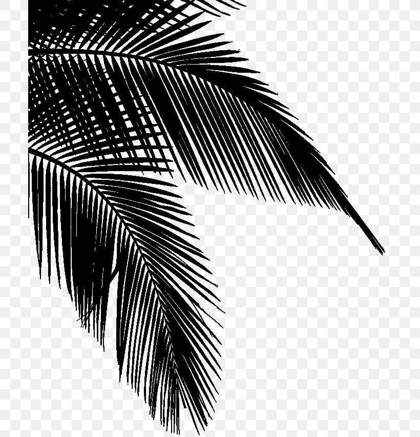 Clip Art Coconut Dypsis Decaryi Tree, PNG, 709x853px, Coconut, Areca Palm, Arecales, Black, Blackandwhite Download Free