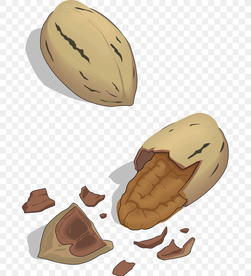 Nut Clip Art, PNG, 676x900px, Nut, Acorn, Egg, Finger, Food Download Free