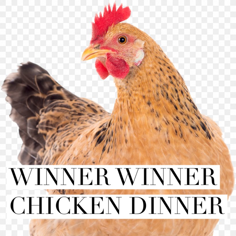 Brahma Chicken Broiler Chicken Coop Hen, PNG, 1024x1024px, Brahma Chicken, Beak, Bird, Broiler, Chicken Download Free