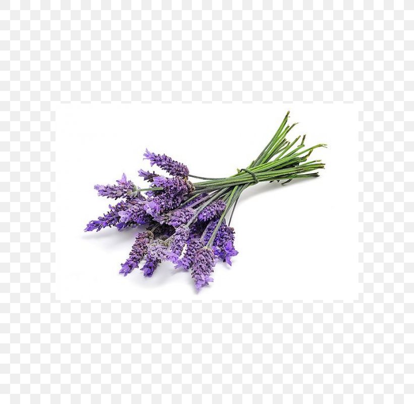 English Lavender Lavender Oil DoTerra Essential Oil, PNG, 600x800px, English Lavender, Absolute, Aroma Compound, Artificial Flower, Candle Download Free
