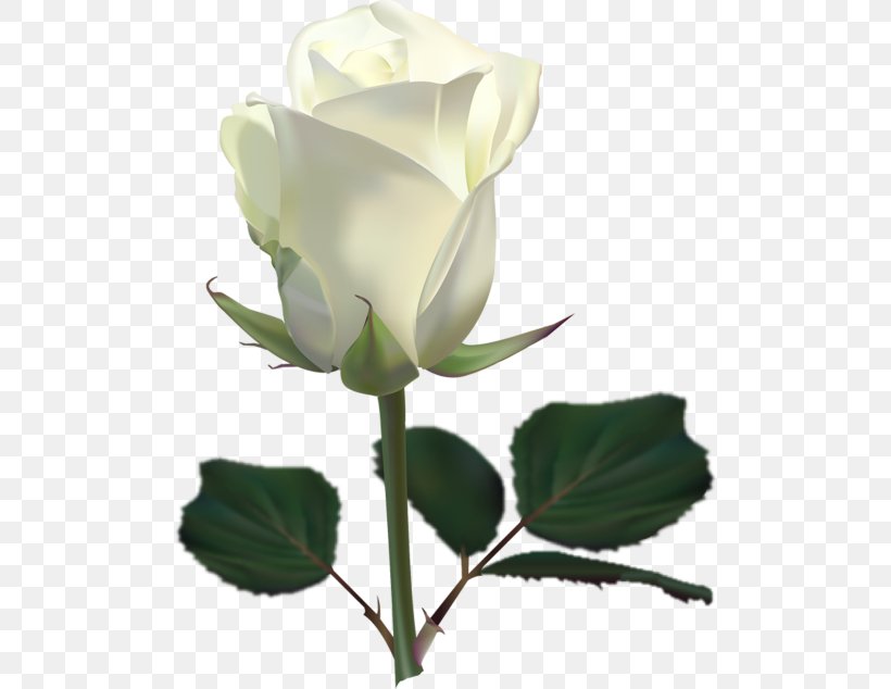 Rose White Flower Clip Art, PNG, 500x634px, Rose, Blue, Bud, Color, Cut Flowers Download Free
