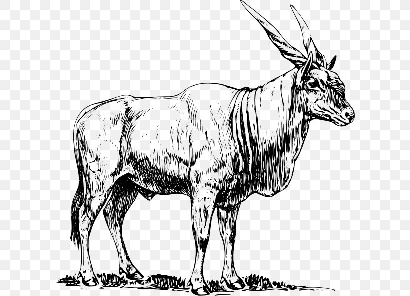 Common Eland Antelope Drawing Clip Art, PNG, 600x592px, Common Eland, Animal Figure, Antelope, Black And White, Bull Download Free