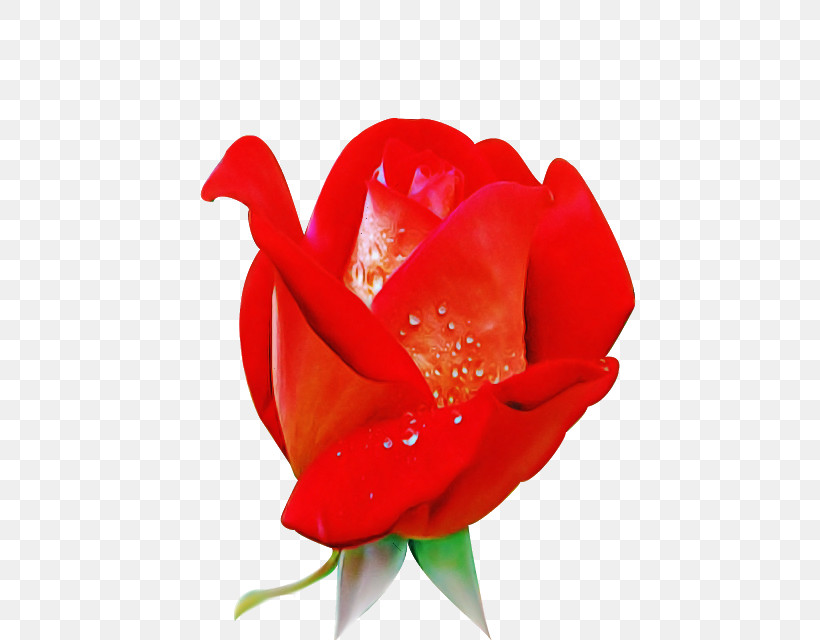 Garden Roses, PNG, 640x640px, Petal, Cut Flowers, Flower, Garden Roses, Plant Download Free