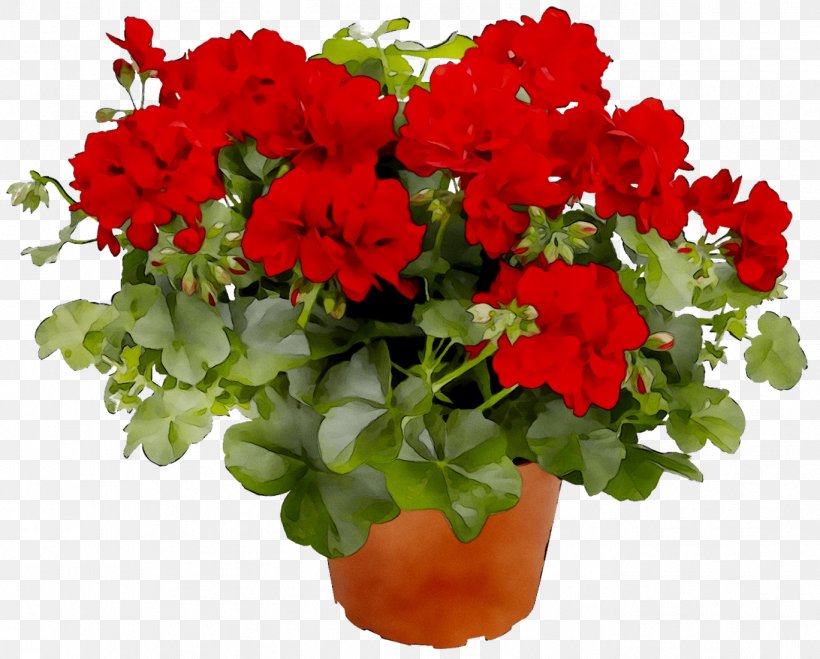 Geraniums Houseplant Annual Plant Pruning Blossom, PNG, 1368x1100px, Geraniums, Annual Plant, Begonia, Blossom, Bouquet Download Free