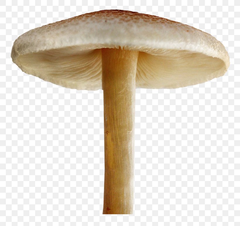 Mushroom Clip Art Desktop Wallpaper Fungus, PNG, 769x774px, Mushroom, Edible Mushroom, Fungus, Information, Penny Bun Download Free