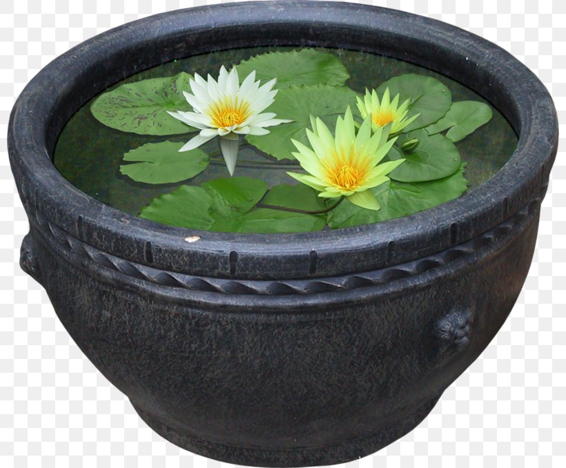Pygmy Water-lily Nelumbo Nucifera Flower Plant, PNG, 800x678px, Pygmy Waterlily, Artificial Flower, Bowl, Ceramic, Flower Download Free