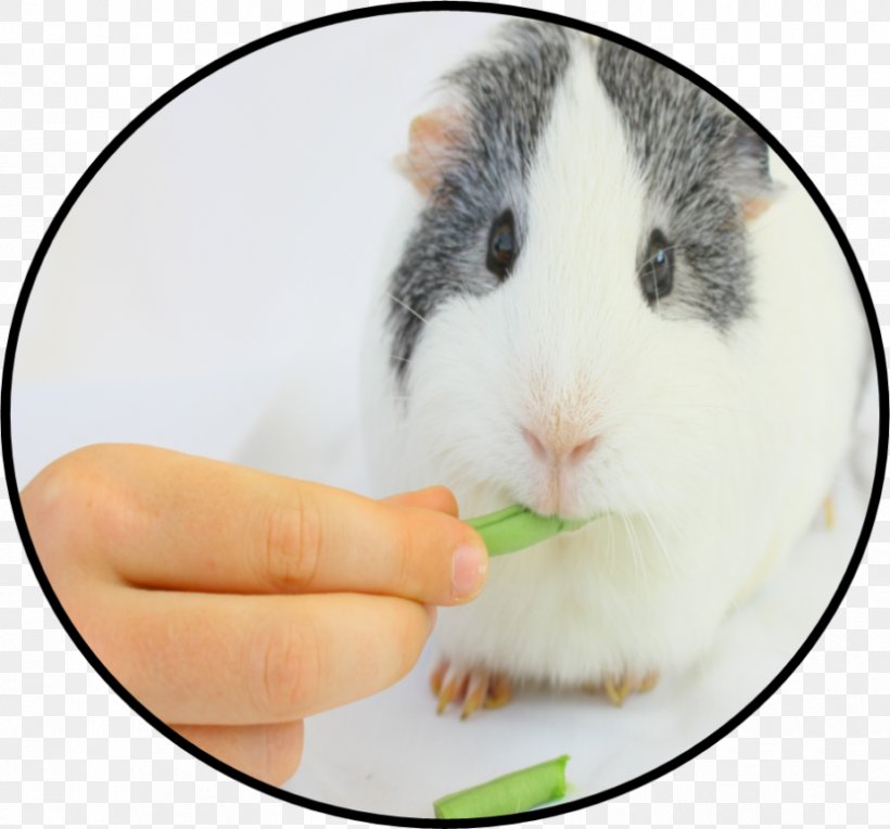 Rodent Hamster Chewing Food Guinea Pig, PNG, 830x774px, Rodent, Animal, Appetite, Chewing, Drinking Download Free