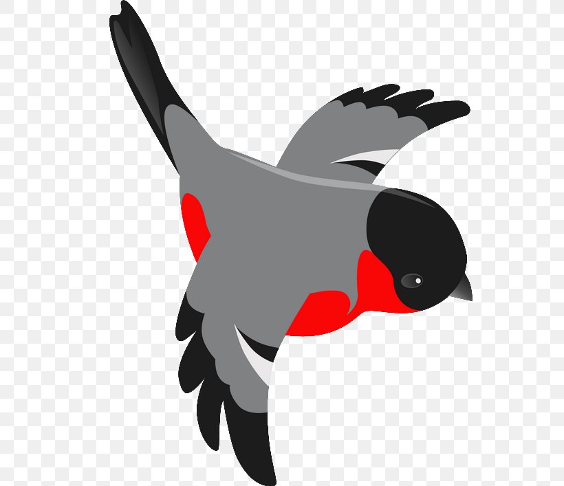 Bird Eurasian Magpie Chicken Clip Art, PNG, 555x707px, Bird, Art, Beak, Cartoon, Chicken Download Free