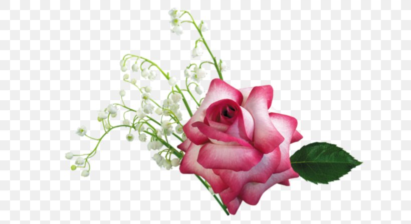 Garden Roses Flower Desktop Wallpaper Drawing, PNG, 630x447px, Rose, Bud, Close Up, Color, Cut Flowers Download Free