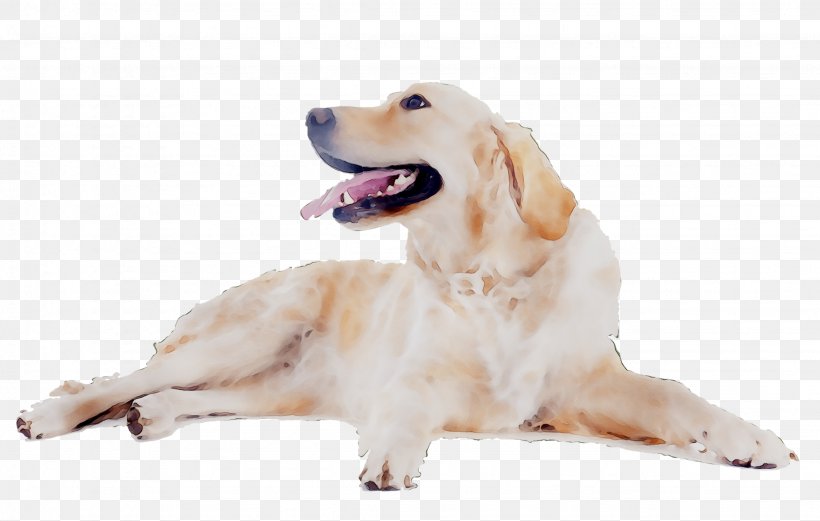Golden Retriever Labrador Retriever Puppy Dog Breed Companion Dog, PNG, 2252x1431px, Golden Retriever, Animal, Breed, Canidae, Carnivore Download Free