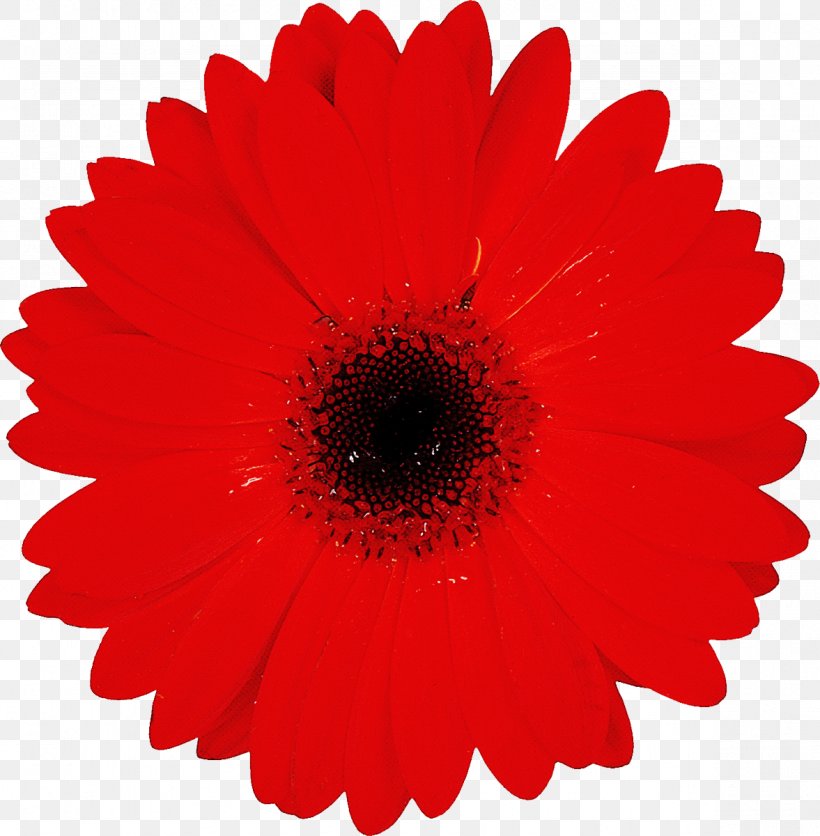Artificial Flower, PNG, 1177x1200px, Barberton Daisy, Artificial Flower, Cut Flowers, Daisy Family, Flower Download Free