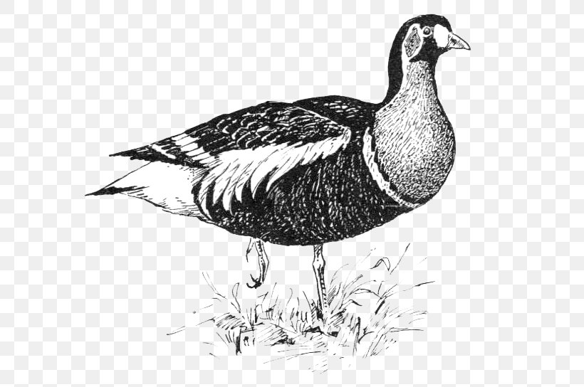 Bird Drawing, PNG, 582x544px, Mallard, Beak, Bird, Book, Brent Geese Download Free