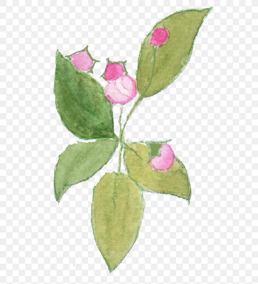 Cabbage Rose Blossom Petal Fruit Tree Plant Stem, PNG, 596x905px, Cabbage Rose, Art, Blossom, Flora, Flower Download Free