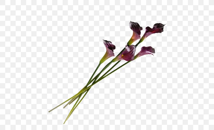 Flower Clip Art Image Gladiolus, PNG, 500x500px, Flower, Bud, Cut Flowers, Flora, Flowering Plant Download Free