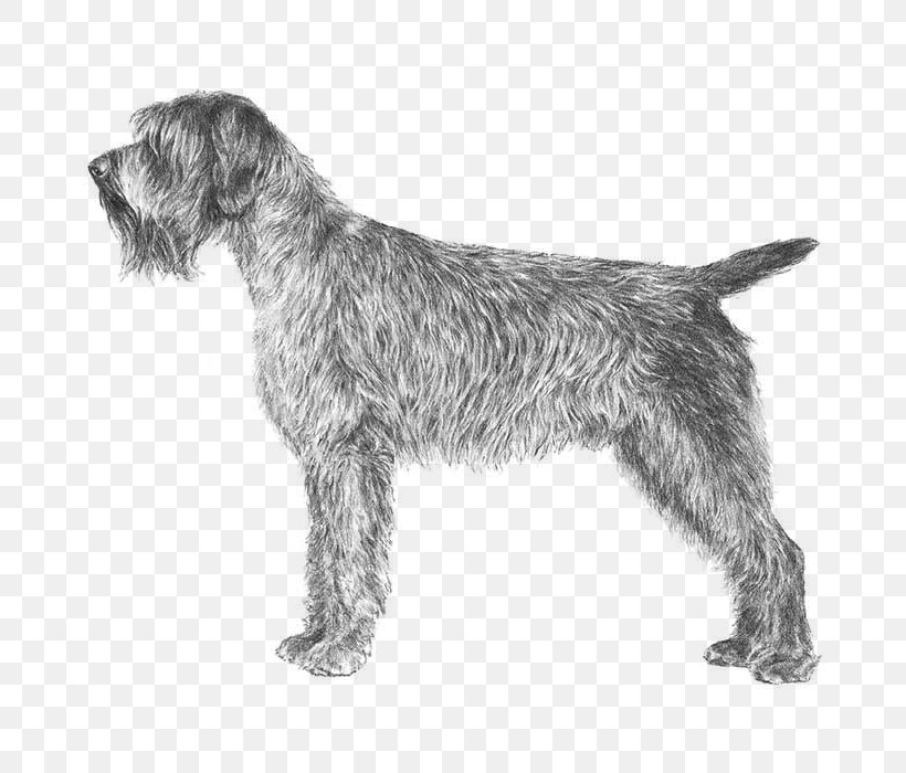 Wirehaired Pointing Griffon German Wirehaired Pointer Spinone Italiano Wirehaired Vizsla, PNG, 700x700px, Wirehaired Pointing Griffon, American Kennel Club, Bread Pan, Breed, Carnivoran Download Free