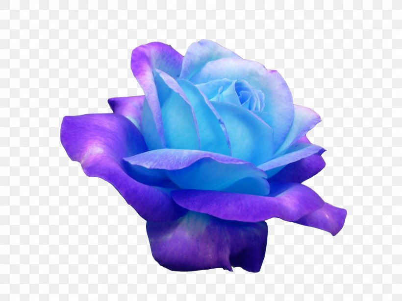 Blue Rose Purple Violet, PNG, 1024x768px, Blue Rose, Blue, Cobalt Blue, Cut Flowers, Electric Blue Download Free