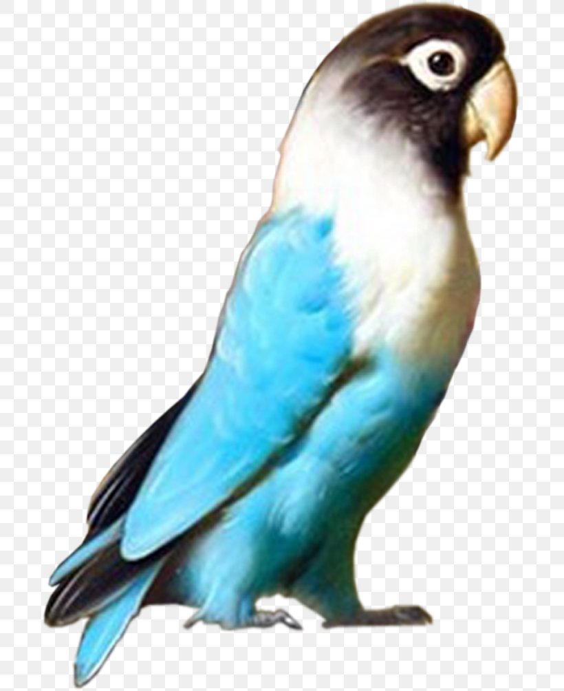 Budgerigar Lovebird Macaw Parrot, PNG, 697x1004px, Budgerigar, Animal, Beak, Bird, Birdcage Download Free