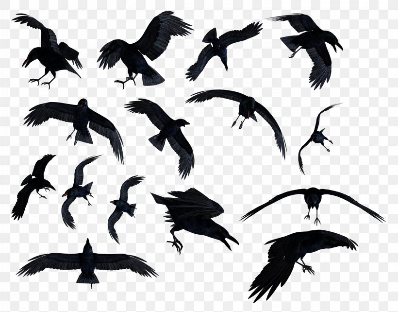Common Raven Bird Clip Art, PNG, 2962x2320px, Common Raven, Beak, Bird, Black And White, Crows Download Free