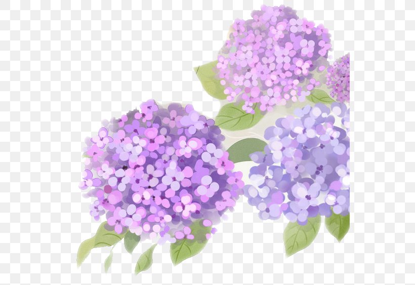 French Hydrangea Flower Purple, PNG, 562x563px, French Hydrangea, Blue, Color, Cornales, Floral Design Download Free