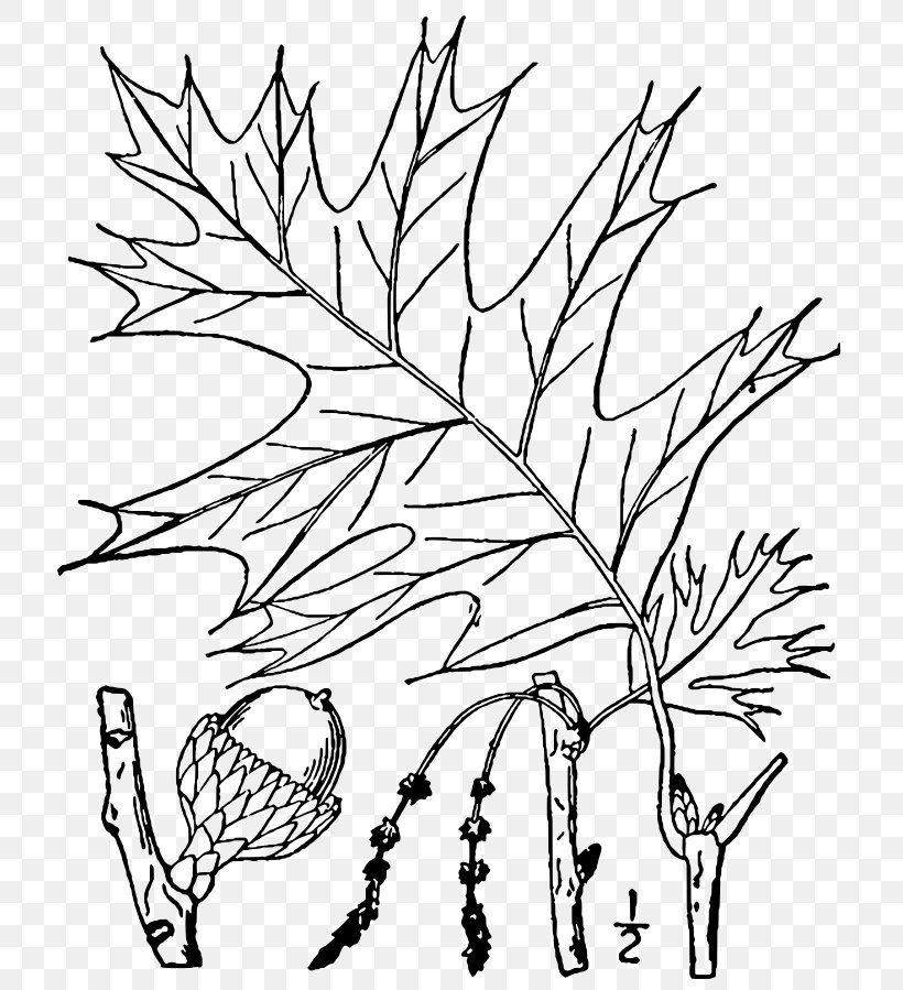 Twig Plant Stem Leaf Tree Root, PNG, 744x899px, Twig, Artwork, Black And White, Black Oak, Botany Download Free