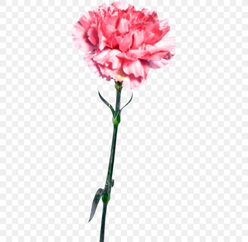 Carnation Garden Roses Pink Flower, PNG, 347x800px, Carnation, Cut Flowers, Dianthus, Family, Flower Download Free