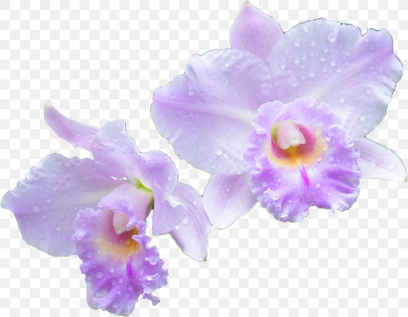 Cattleya Orchids Flower Vanda 'Miss Joaquim' Genus, PNG, 904x704px, Orchids, Agnes Joaquim, Cattleya, Cattleya Labiata, Cattleya Orchids Download Free