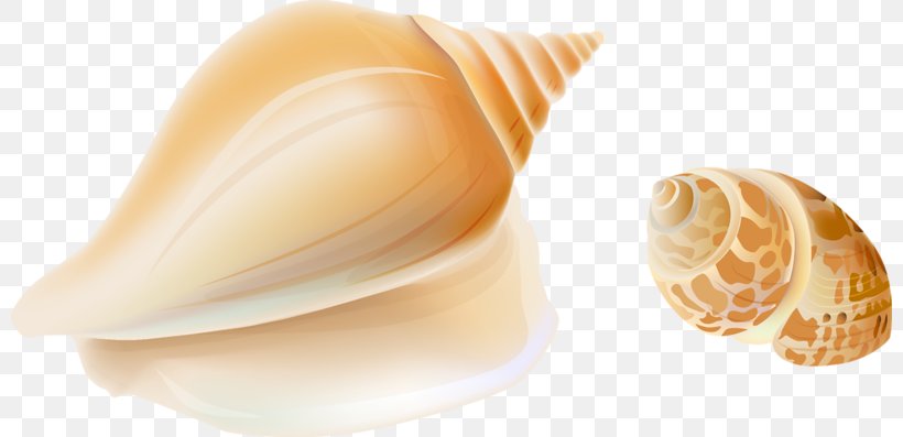 Cockle Seashell Sea Snail Conch Clip Art, PNG, 800x397px, Cockle, Cartoon, Clams Oysters Mussels And Scallops, Conch, Conchology Download Free