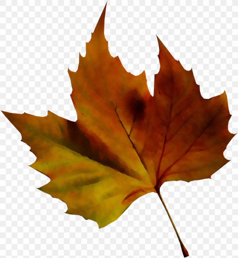 Maple Leaf, PNG, 838x908px, Watercolor, Biology, Leaf, Maple, Maple Leaf Download Free