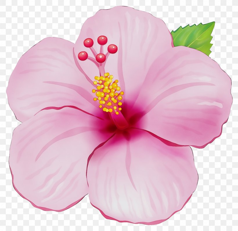 Petal Pink Hibiscus Hawaiian Hibiscus Flower, PNG, 1385x1348px, Watercolor, Chinese Hibiscus, Flower, Flowering Plant, Hawaiian Hibiscus Download Free