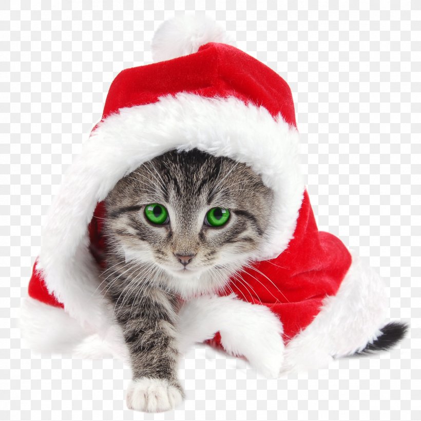 Dog And Cat, PNG, 1597x1600px, Santa Claus, American Shorthair, American Wirehair, Animal, Cat Download Free