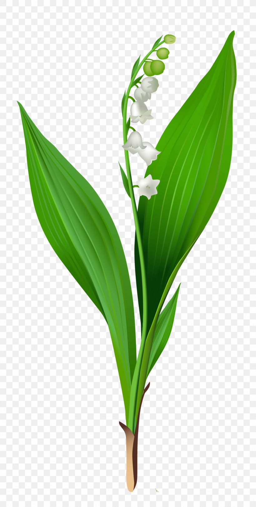 Lily Of The Valley Arum-lily Flower Clip Art, PNG, 1062x2097px, Lilium Bulbiferum, Crocus Vernus, Daylily, Easter Lily, Flower Download Free