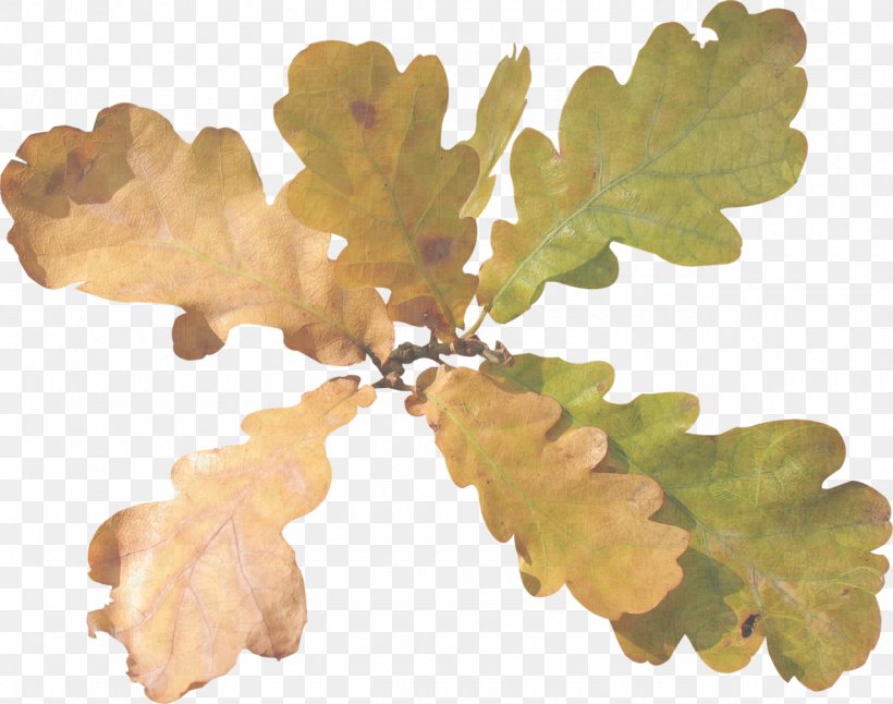 Tree Leaf Oak Acorn Clip Art, PNG, 1280x1009px, Tree, Acorn, Autumn, Branch, Digital Image Download Free