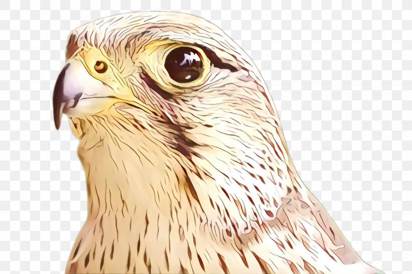 Bird Beak Bird Of Prey Hawk Falcon, PNG, 2000x1332px, Bird, Accipitridae, Beak, Bird Of Prey, Eagle Download Free