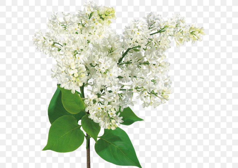 Flower Bouquet Common Lilac, PNG, 599x578px, Flower, Blossom, Branch, Common Lilac, Cornales Download Free