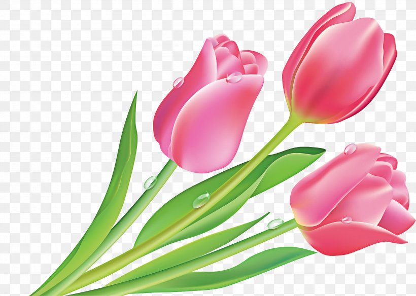 Lily Flower Cartoon, PNG, 3428x2442px, Tulip, Bud, Closeup, Cut Flowers, Flower Download Free
