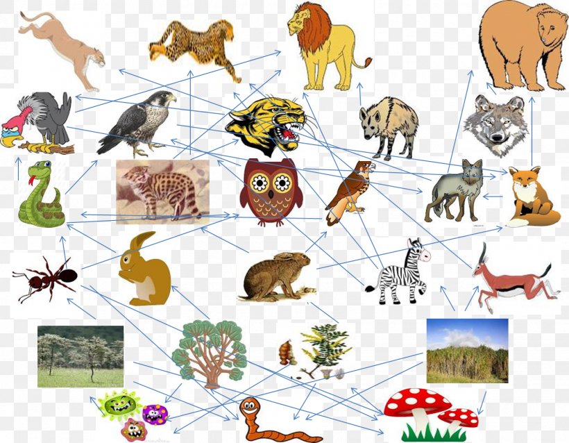 Black-footed Cat Food Chain Eating Food Web, PNG, 1426x1111px, Cat, Animal, Animal Figure, Area, Art Download Free