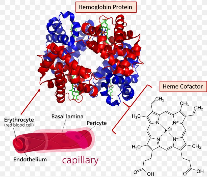 Hemoglobin Molecular Binding Red Blood Cell Heme Oxygen, PNG, 1174x1006px, Hemoglobin, Area, Binding Site, Blood, Blood Cell Download Free