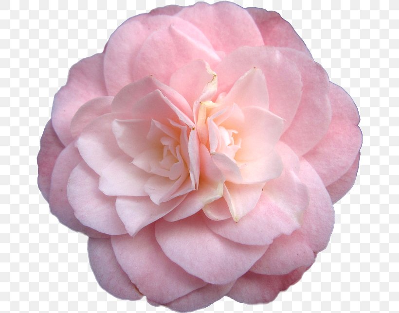 Japanese Camellia Pink Flowers Rose, PNG, 670x644px, Japanese Camellia, Camellia, Floral Design, Floribunda, Flower Download Free