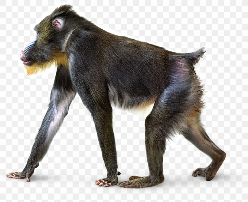 Clip Art Monkey Baboons Image, PNG, 961x784px, Monkey, Animal, Baboons, Canidae, Carnivore Download Free