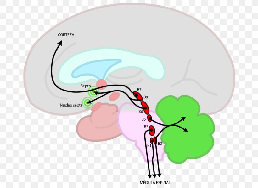 Raphe Nuclei Brainstem Nucleus Human Brain, PNG, 730x600px, Watercolor, Cartoon, Flower, Frame, Heart Download Free
