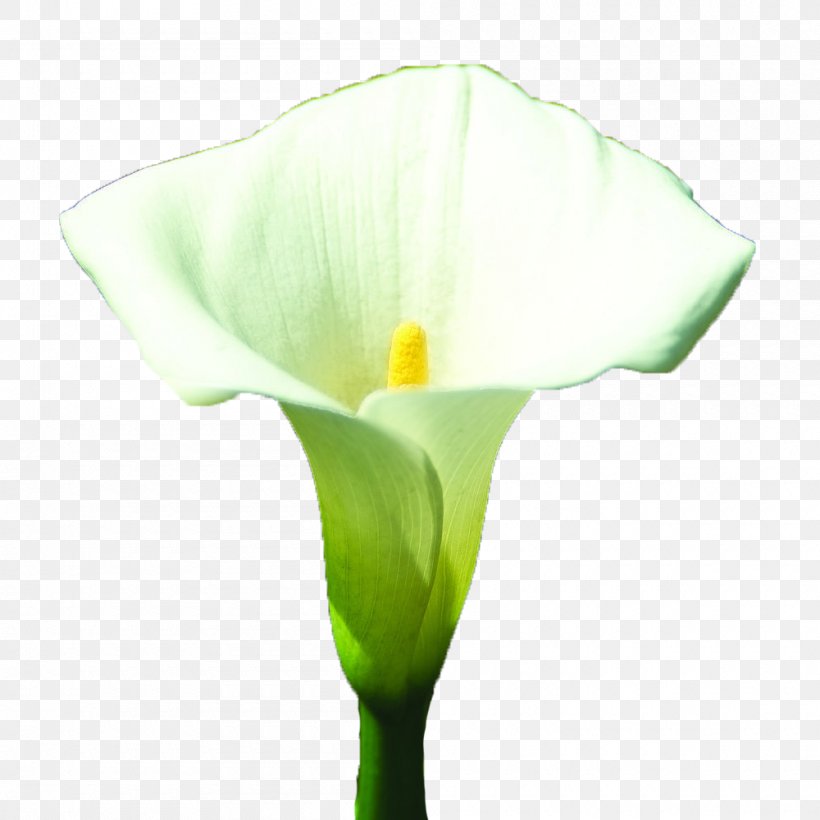 Arum-lily Arum Lilies Lilium White, PNG, 1000x1000px, Arumlily, Alismatales, Arum, Arum Lilies, Bud Download Free