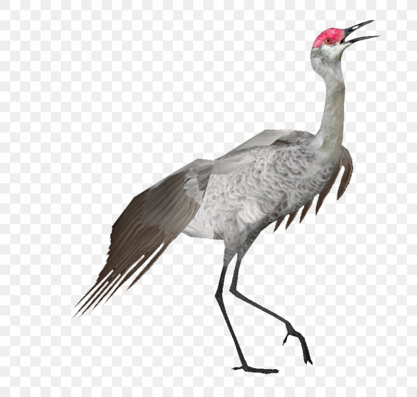 Crane Bird, PNG, 854x813px, Sandhill Crane, Antigone, Beak, Bird, Crane Download Free