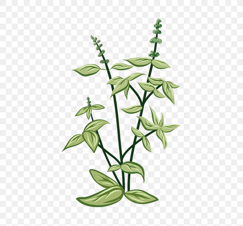 Greenify Herbaceous Plant Thai Basil Herbaceous Plant, PNG, 567x765px, Herb, Branch, Copenhagen, Flora, Flower Download Free