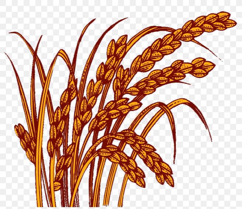 Rice, PNG, 1024x885px, Rice, Brown Rice, Commodity, Grass Family, Information Download Free