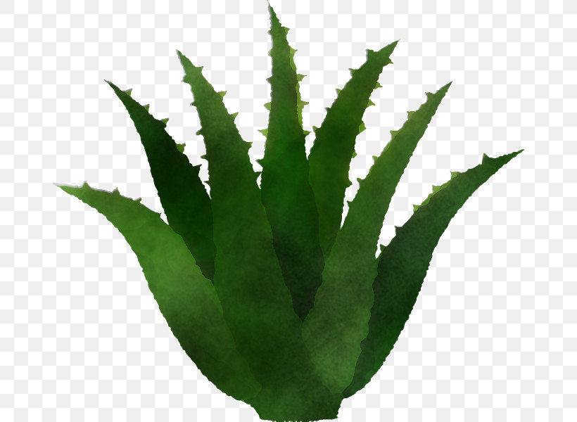 Aloe Vera, PNG, 670x600px, Plant Stem, Aloe Vera, Aloes, Biology, Flowerpot Download Free
