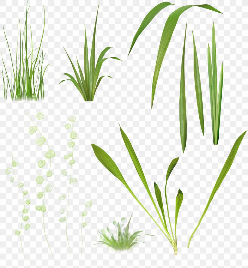 Plant Stem Herbaceous Plant Clip Art, PNG, 3458x3746px, Plant Stem, Aquarium, Aquarium Decor, Child, Collage Download Free