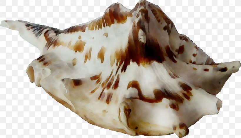 Seashell Trumpet, PNG, 2021x1163px, Seashell, Conch, Cuisine, Dish, Food Download Free